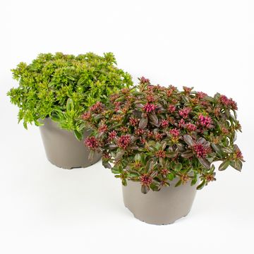 Sedum MIX