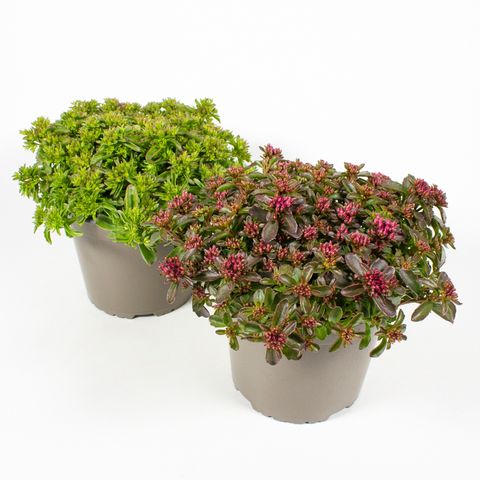 Sedum MIX