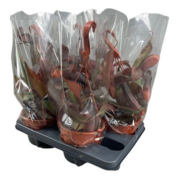 Nepenthes 'Rebecca Soper'