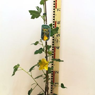 Fremontodendron 'California Glory'