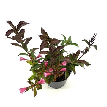 Weigela florida PINK POPPET