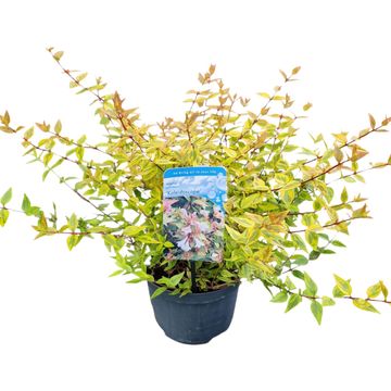 Abelia x grandiflora 'Kaleidoscope'
