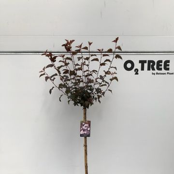 Physocarpus opulifolius LADY IN RED