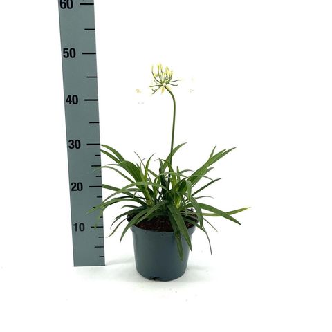 Agapanthus EVERPANTHUS EVER WHITE