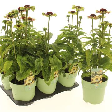 Echinacea purpurea PRAIRIE BLAZE VINTAGE LIME