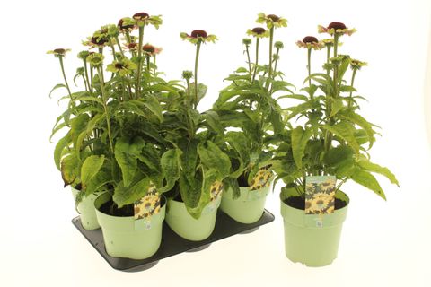 Echinacea purpurea PRAIRIE BLAZE VINTAGE LIME