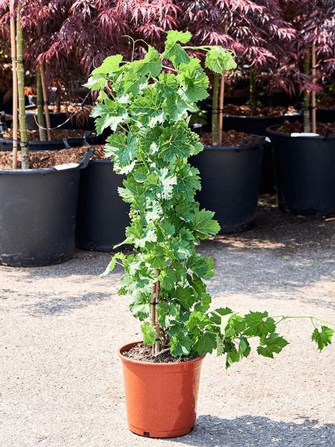 Vitis vinifera