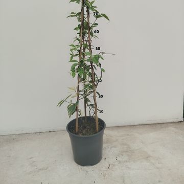 Trachelospermum jasminoides 'Variegatum'