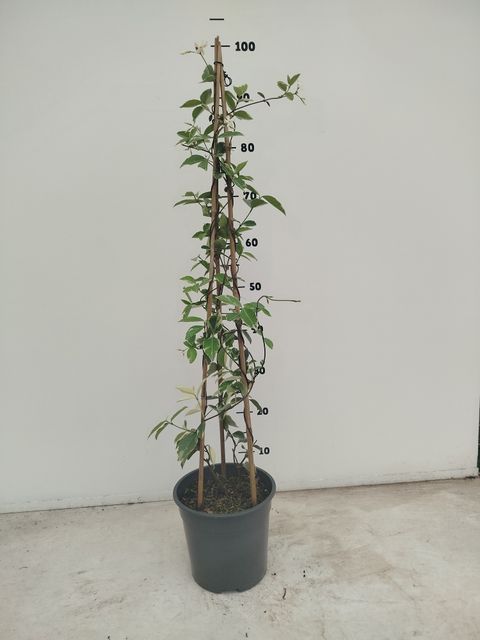 Trachelospermum jasminoides 'Variegatum'