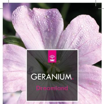 Geranium DREAMLAND