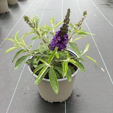 Buddleja davidii 'Summer Bird Blue'
