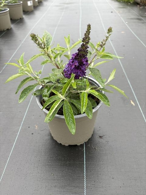 Buddleja davidii 'Summer Bird Blue'