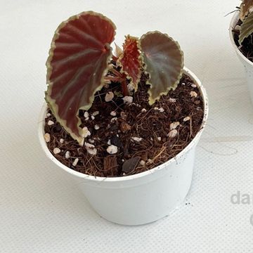 Begonia darthvaderiana 'Green Spots'