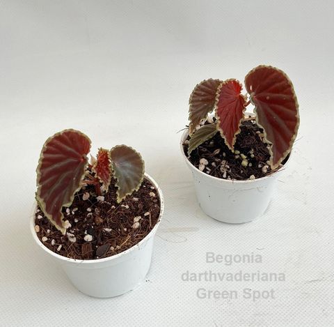 Begonia darthvaderiana 'Green Spots'