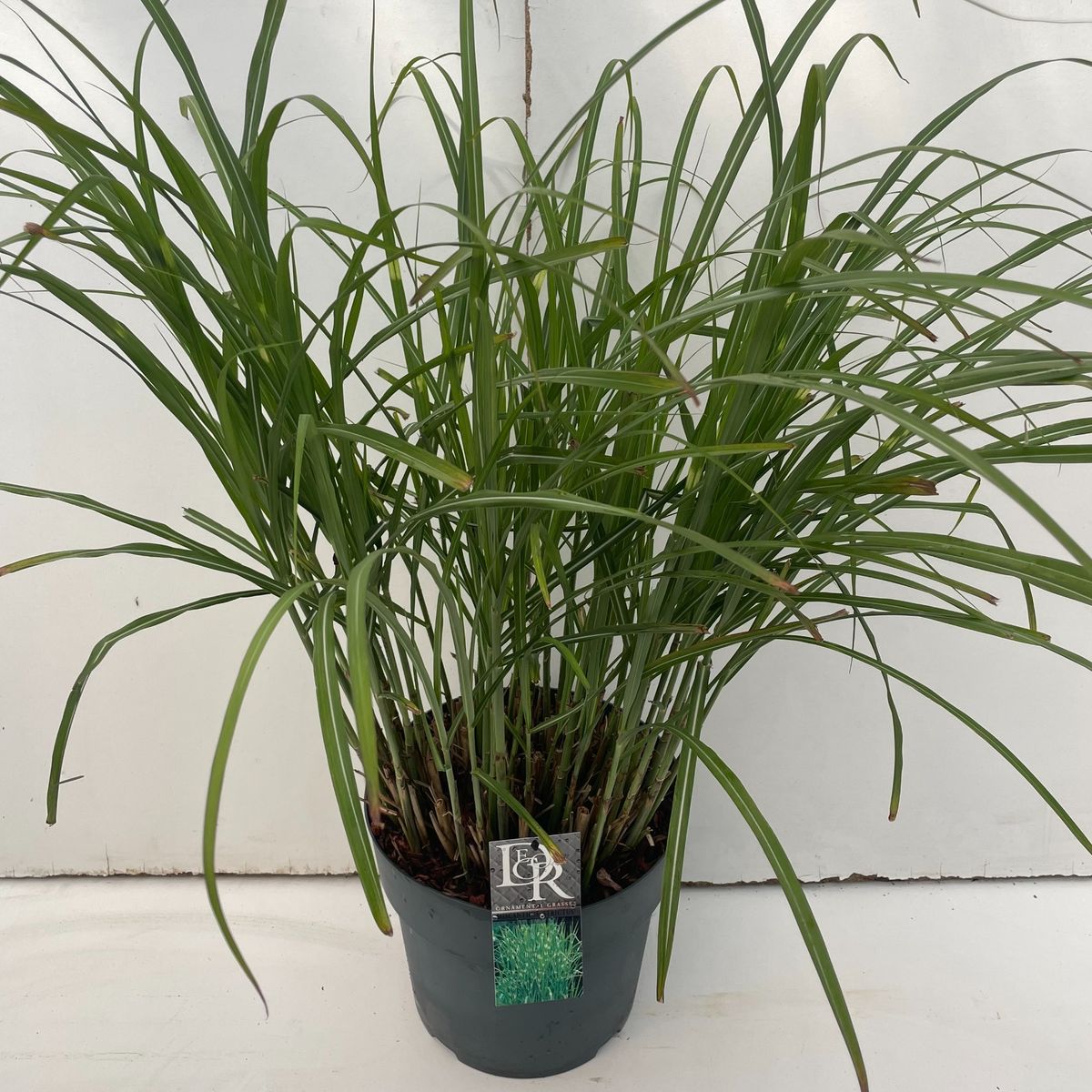 Miscanthus Sinensis Strictus Plant Wholesale FlorAccess miscanthus-sinensis-strictus-plant-wholesale-floraccess