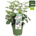 Ficus carica FIGNOMENAL