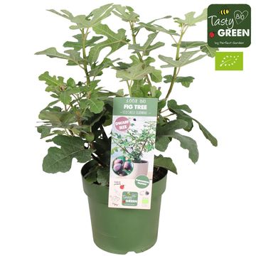 Ficus carica FIGNOMENAL