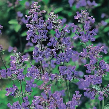 Nepeta 'Six Hills Giant'