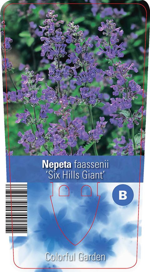 Nepeta 'Six Hills Giant'