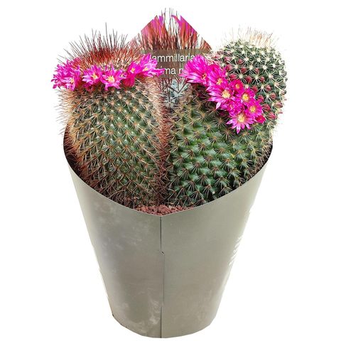 Mammillaria spinosissima rubrispina