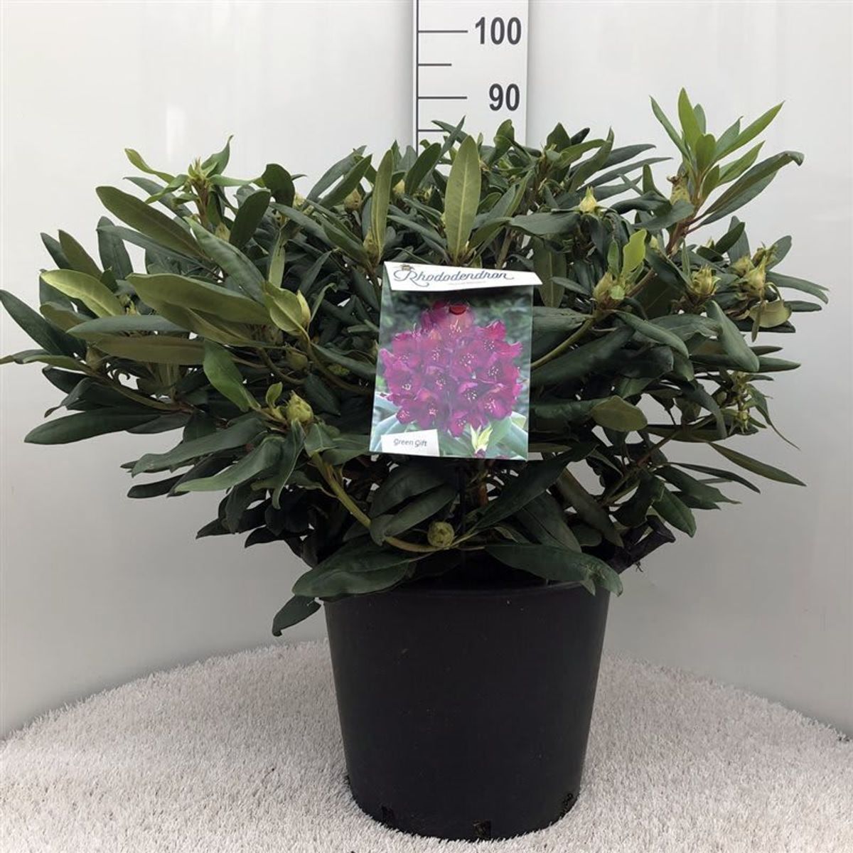 Rhododendron 'Marcel Menard' — Plant Wholesale FlorAccess