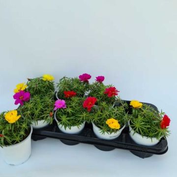 Portulaca grandiflora MIX