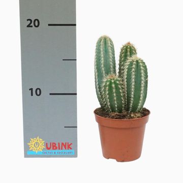 Pilosocereus pachycladus