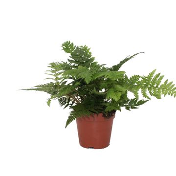 Polystichum rigens