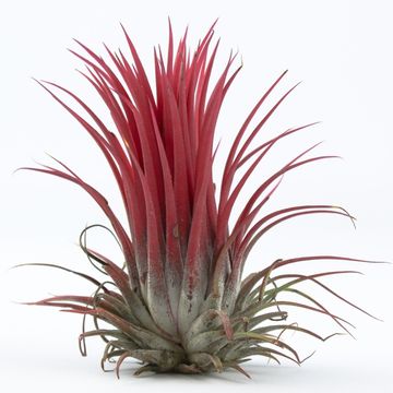 Tillandsia ionantha