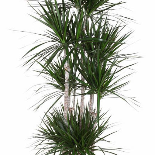 Dracaena marginata