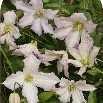 Clematis 'Little Nell' (Vt)