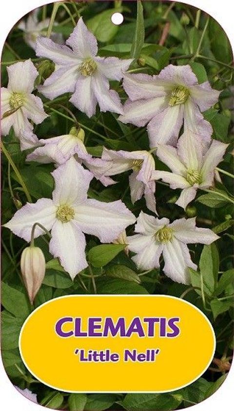 Clematis 'Little Nell' (Vt)