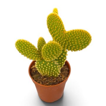Opuntia microdasys pallida