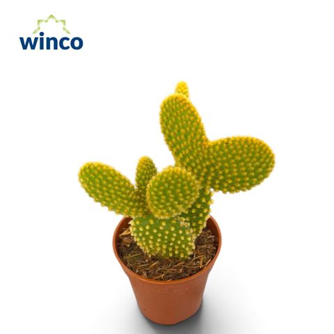 Opuntia microdasys pallida