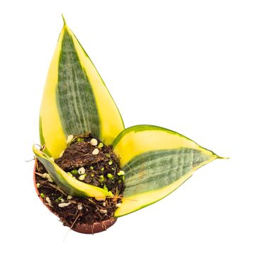 Sansevieria trifasciata 'Golden Hahnii'