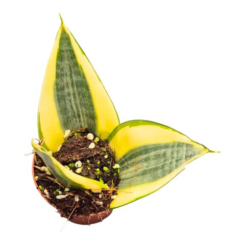 Sansevieria trifasciata 'Golden Hahnii'
