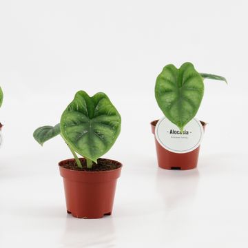 Alocasia 'Dragon Scale'