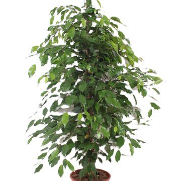 Ficus benjamina 'Exotica'
