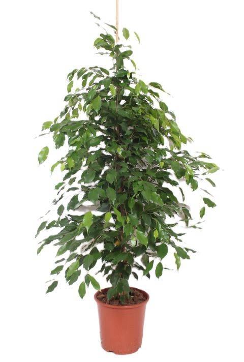Ficus benjamina 'Exotica'