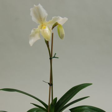 Paphiopedilum 'Phips'