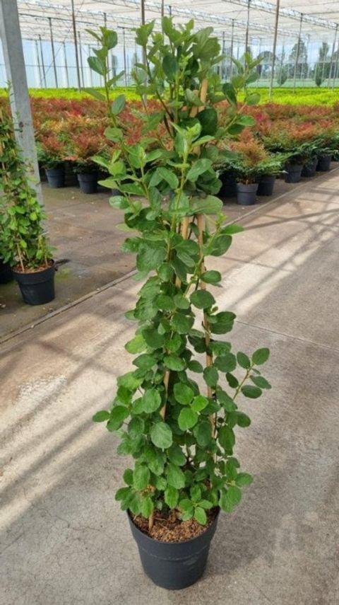 Ceanothus arboreus 'Trewithen Blue'