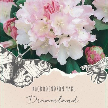 Rhododendron 'Dreamland' (Y)