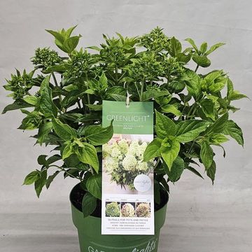 Hydrangea paniculata GARDENLIGHTS GREENLIGHT