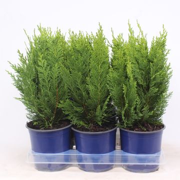 Chamaecyparis lawsoniana 'Green Pillar'