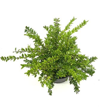 Lonicera nitida 'Maigrün'