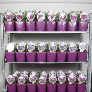 Buddleja FREE PETITE MIX