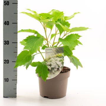 Hydrangea quercifolia