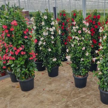 Mandevilla RIO MIX