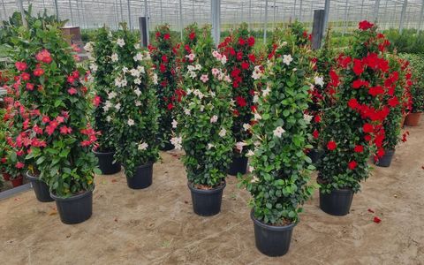 Mandevilla RIO MIX