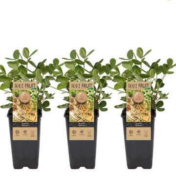 Arachis hypogaea 'Salomat'